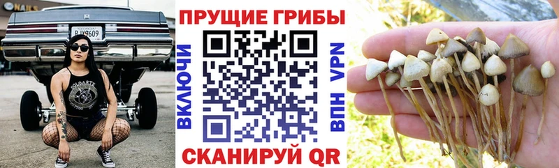 kraken вход  Мурманск  Псилоцибиновые грибы ЛСД 